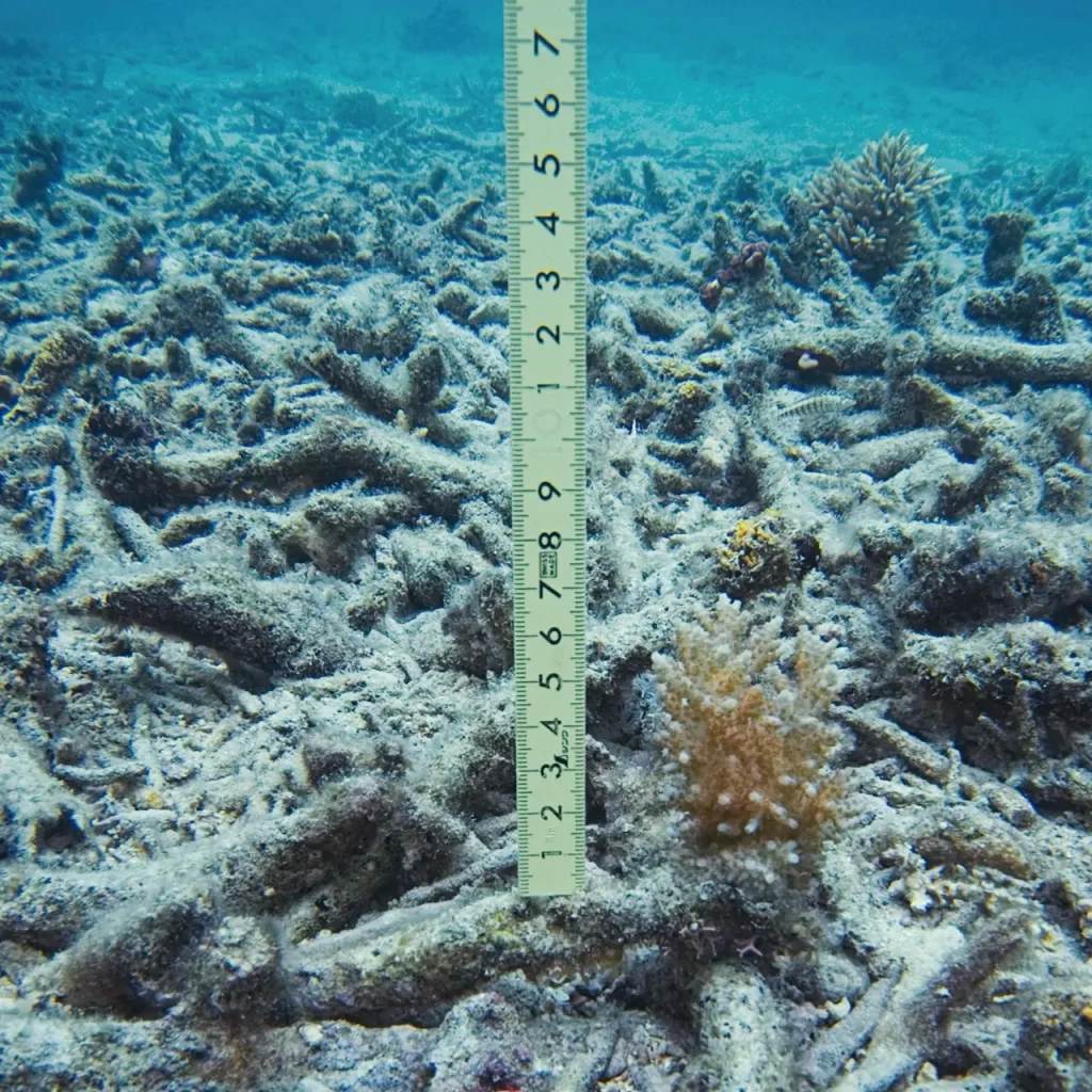 砂地の海底に堆積した死んだサンゴ礫と、新しく成長し始めた稚サンゴのクローズアップ写真