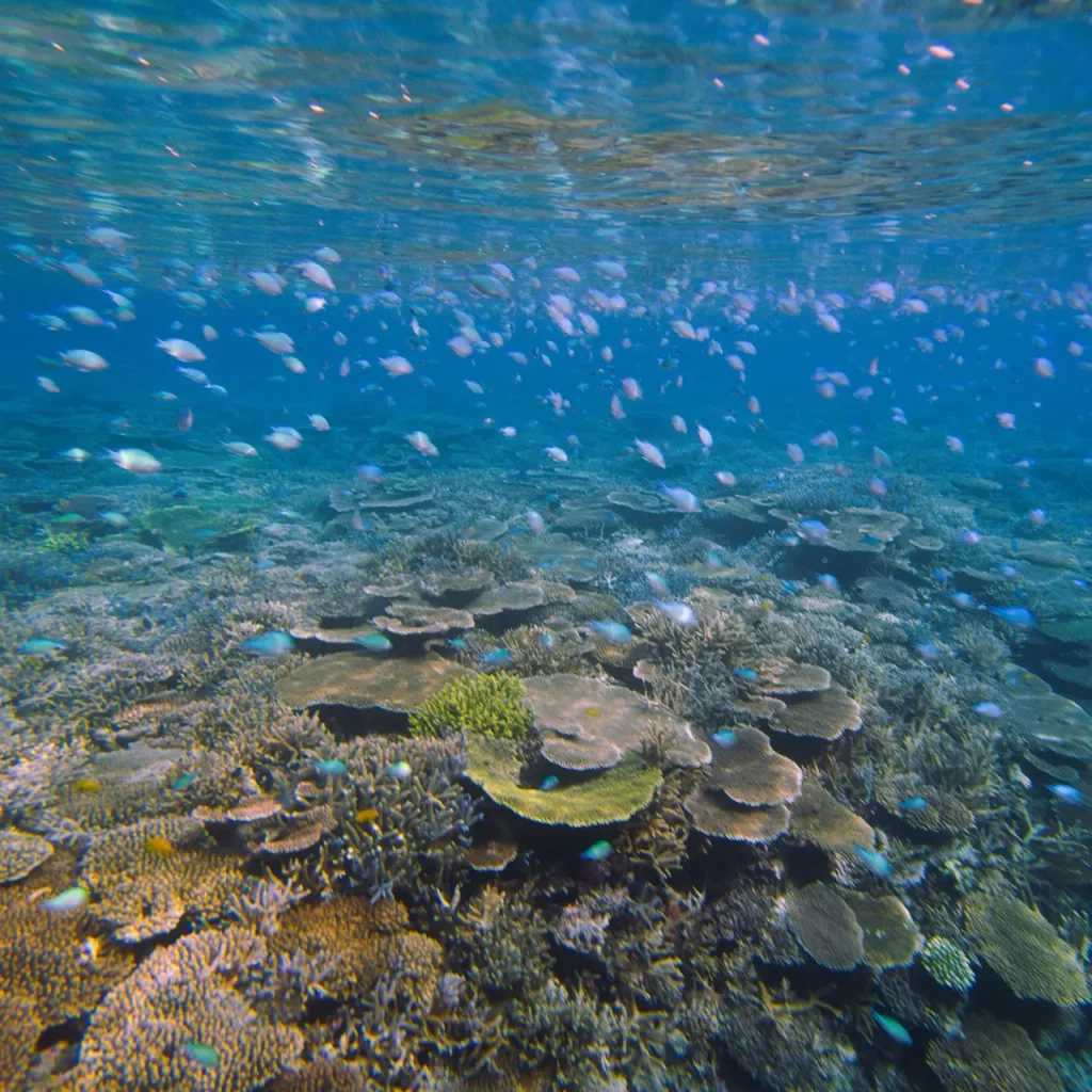 鮮やかな色のサンゴと、その間を泳ぐ熱帯魚たち