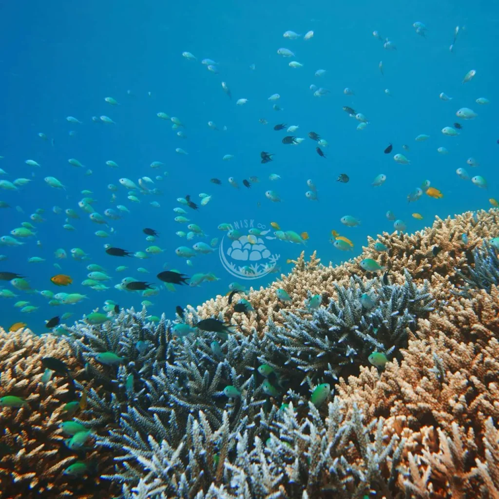 サンゴ礁で暮らす熱帯魚