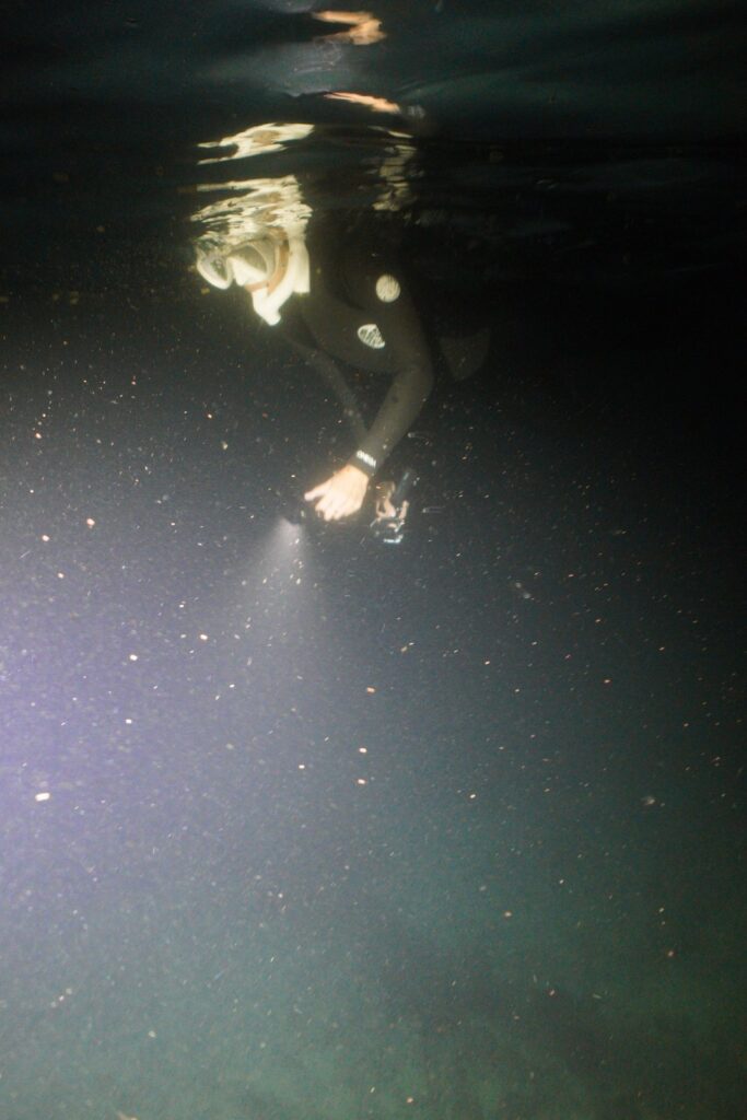 夜の海を泳ぐシュノーケラーの周りにサンゴの卵が浮かぶ