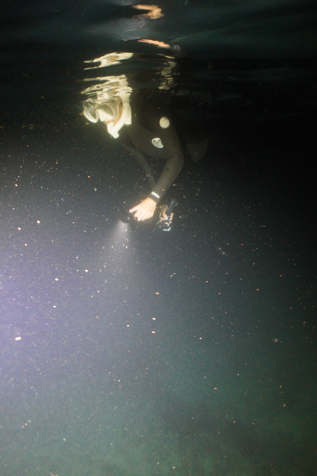 夜の海を泳ぐシュノーケラーの周りにサンゴの卵が浮かぶ