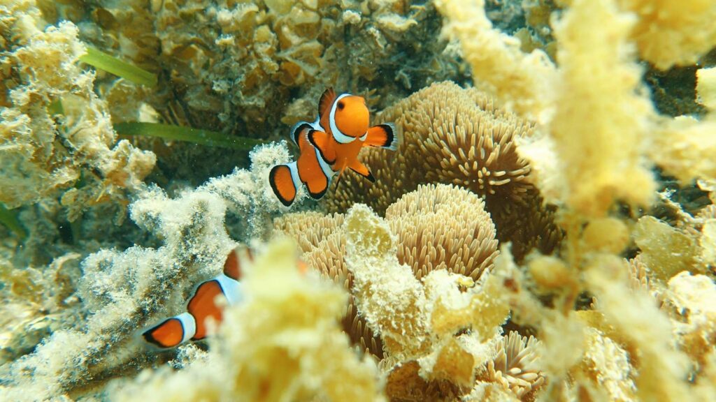 イソギンチャクの上を泳ぐ、オレンジ色と白の模様がある2匹のクマノミ