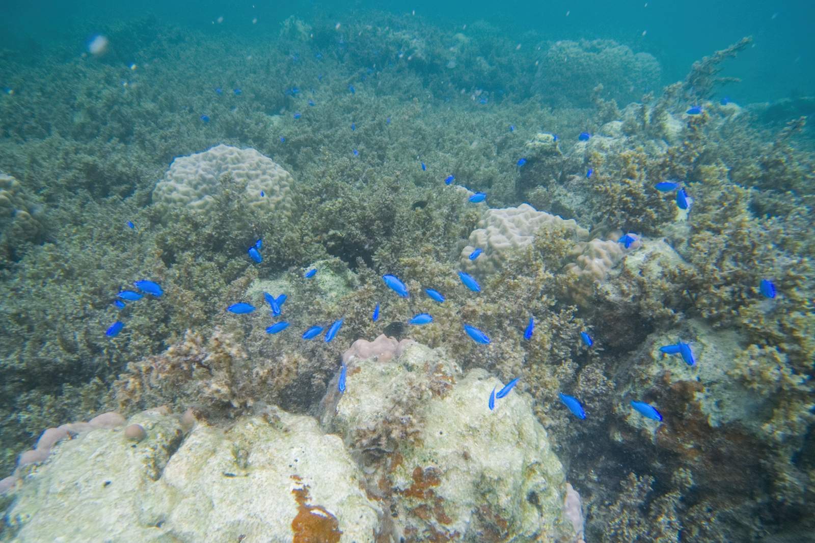海草藻場の中にあるハマサンゴの上を群れるルリスズメダイ