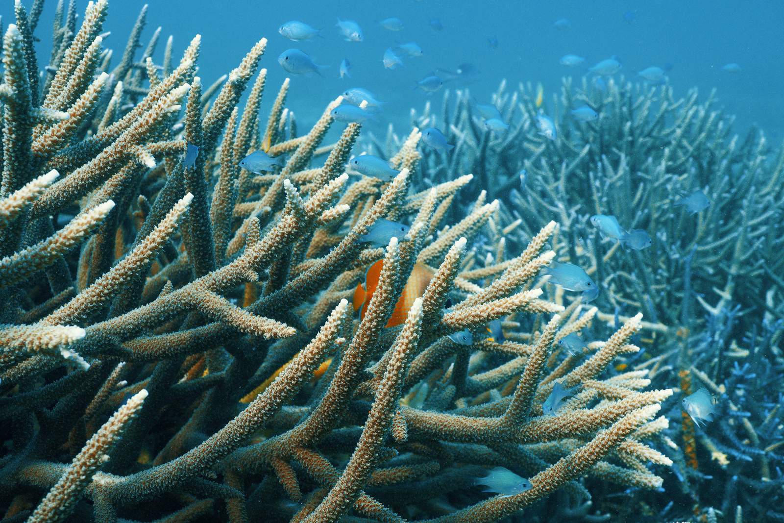 枝分かれしたサンゴ礁の間を青やオレンジ色の魚たちが泳いでいる画像