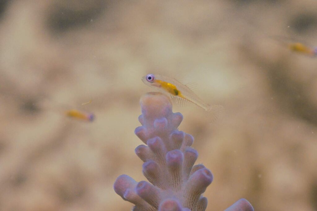 サンゴの先端の近くを泳ぐ、黄色い模様のある小さな透明な魚