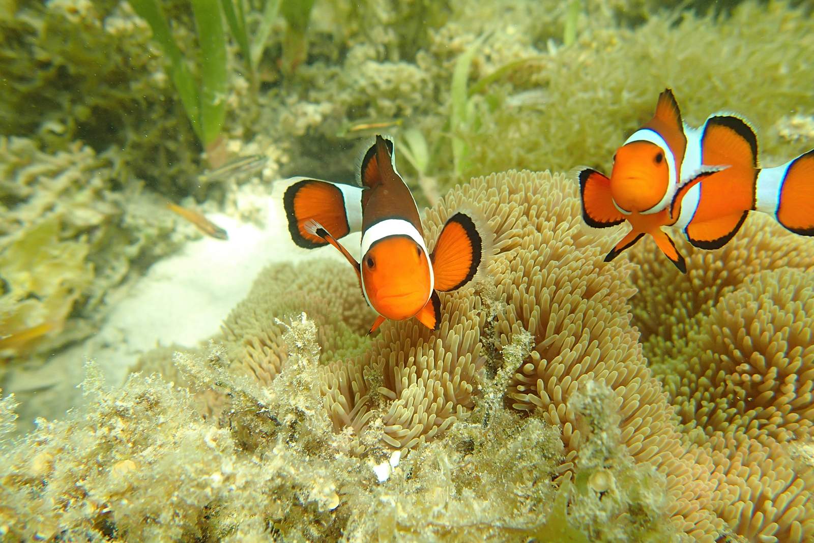 イソギンチャクの触手の間に身を隠す、オレンジと白の模様の鮮やかなカクレクマノミの群れ。