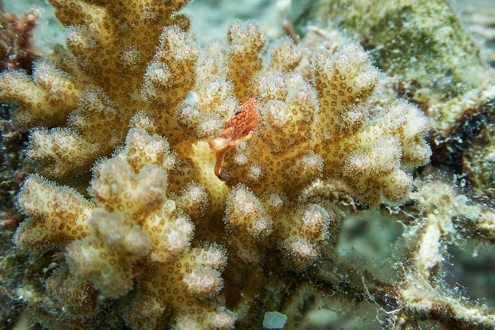 枝分かれしたサンゴの群生の中にいる、オレンジ色で斑点模様のある小さなアカホシサンゴガニ。