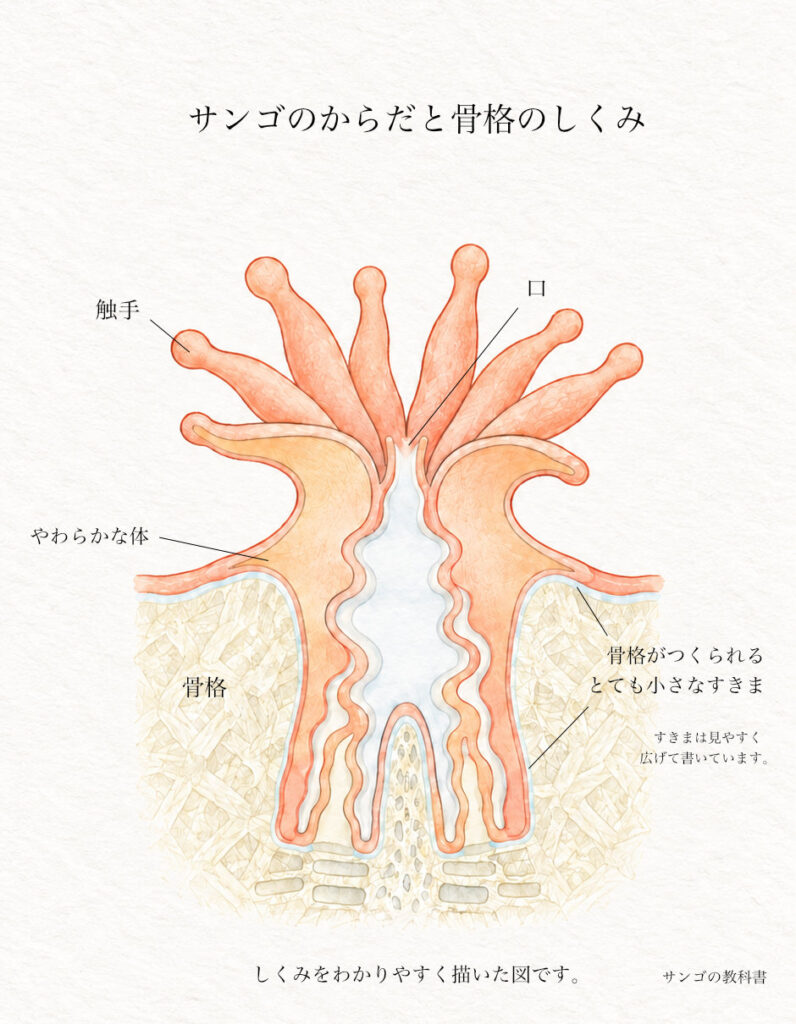 触手と口をもつサンゴのポリプが、杯状の骨格の内側と表面をおおう断面図。やわらかな体と骨格の間に、骨格がつくられる微小な空間を水色で示している