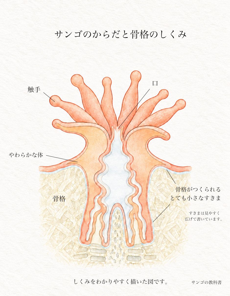 サンゴのからだ、ポリプと骨格を示す断面図のイラスト