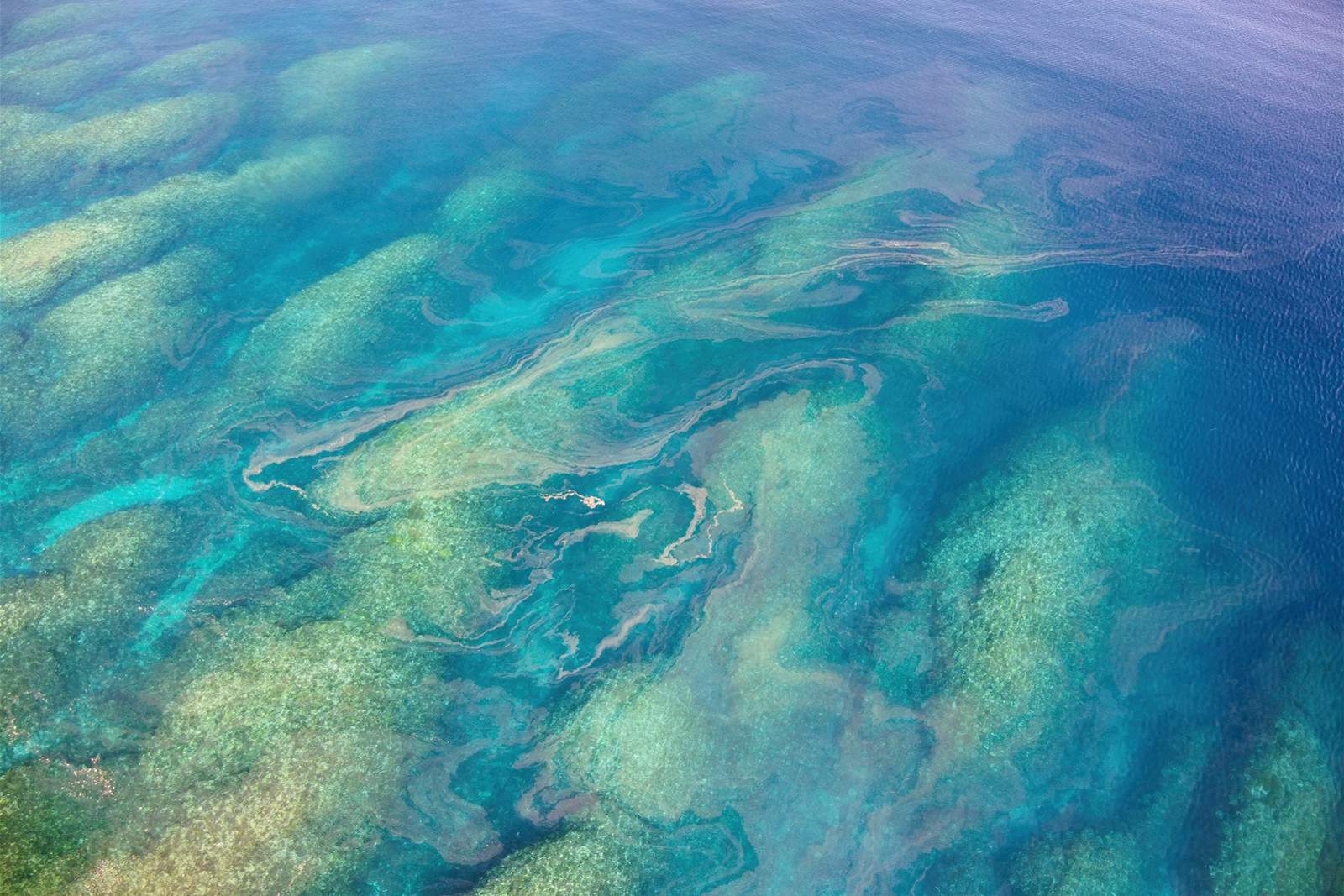澄んだ青い海の上を漂うサンゴのスリック。ここからサンゴの旅が始まる。