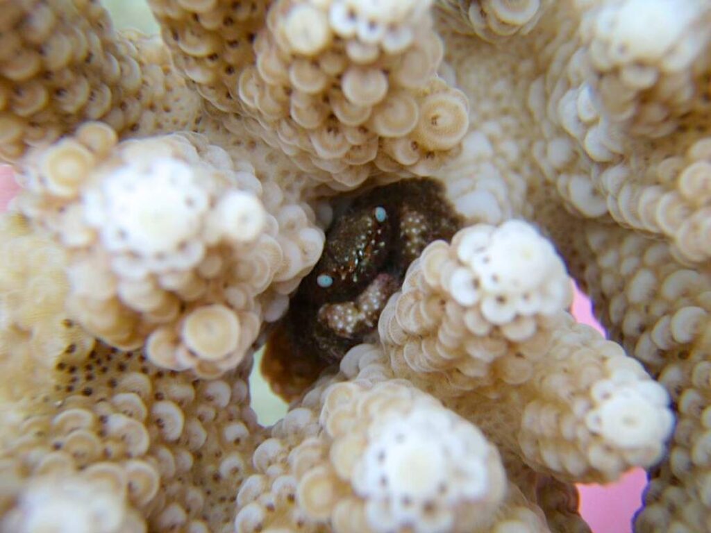 サンゴの密集したポリプの間に身を隠す、青い目のキモガニ。
