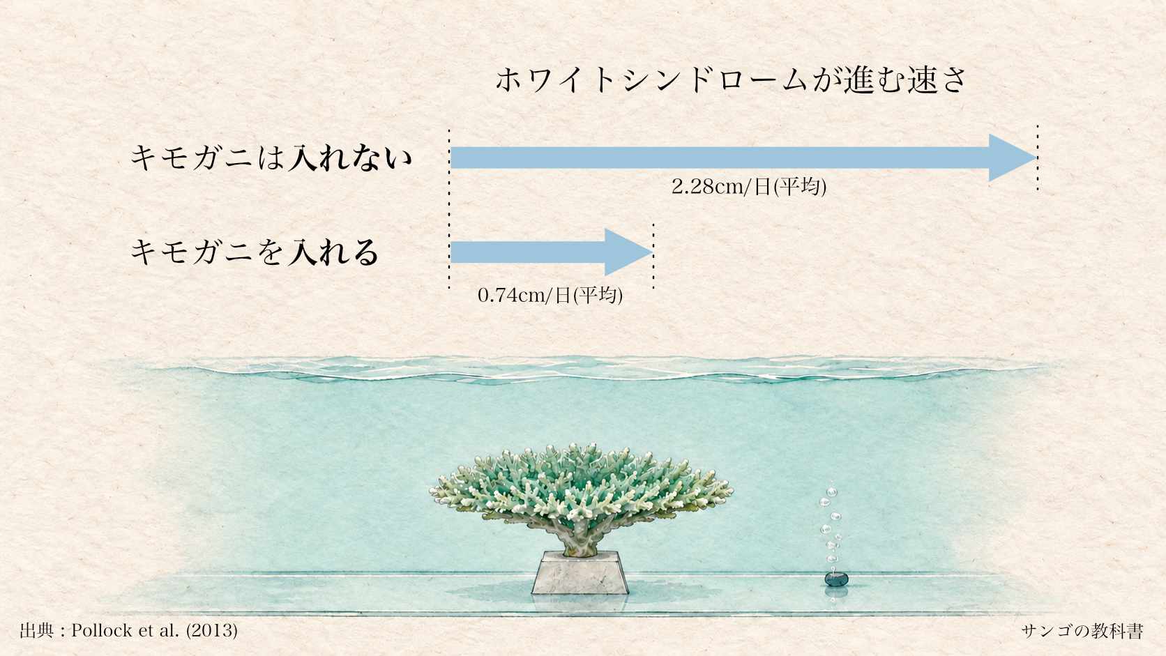 ホワイトシンドロームの進行速度を比べた水槽実験の図。キモガニなしでは平均2.28 cm/日、ありでは0.74 cm/日。