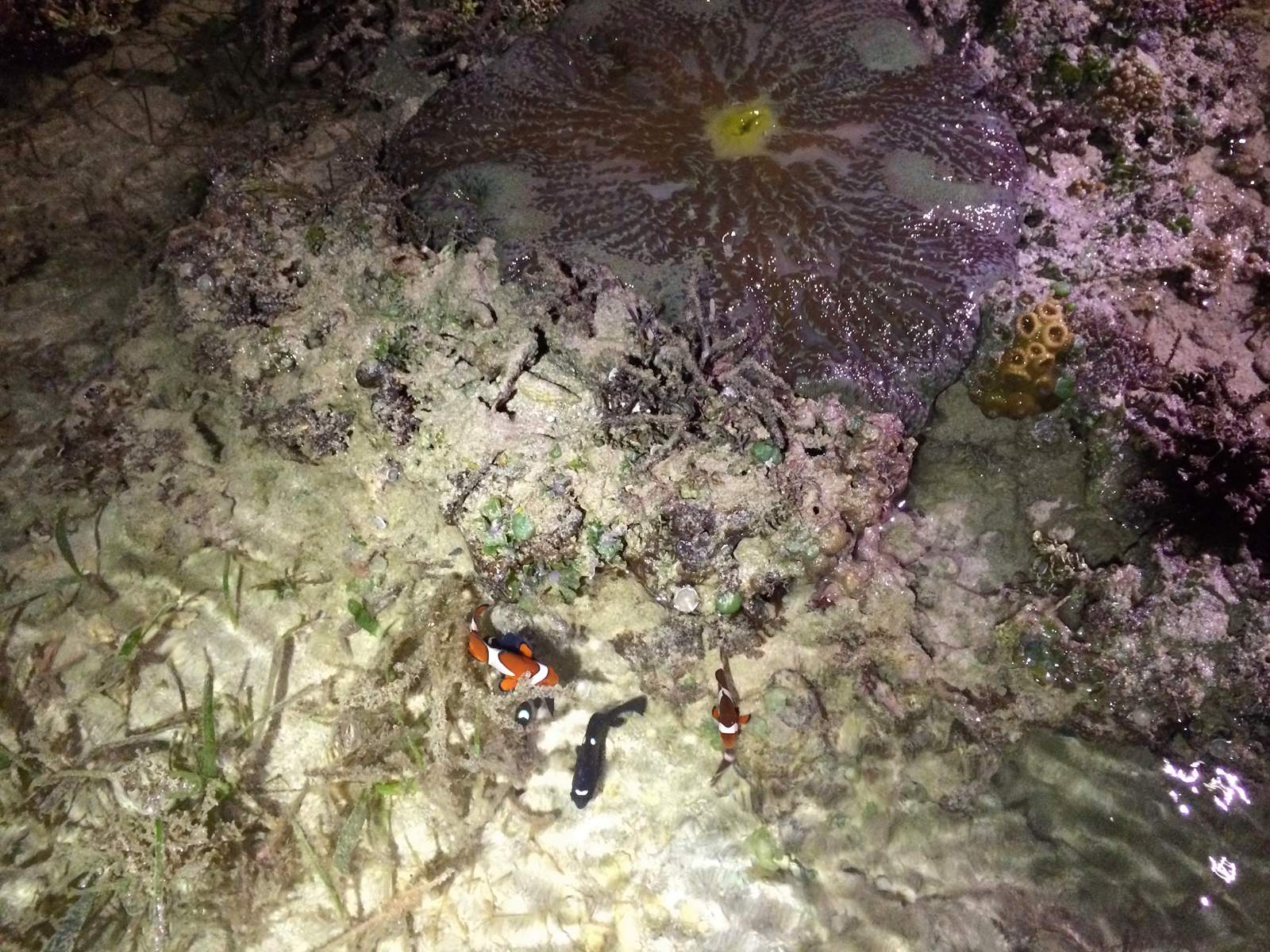 冬の大潮の夜、海面近くのイソギンチャクのそばを泳ぐカクレクマノミ。水面とすみかの位置関係が見える写真