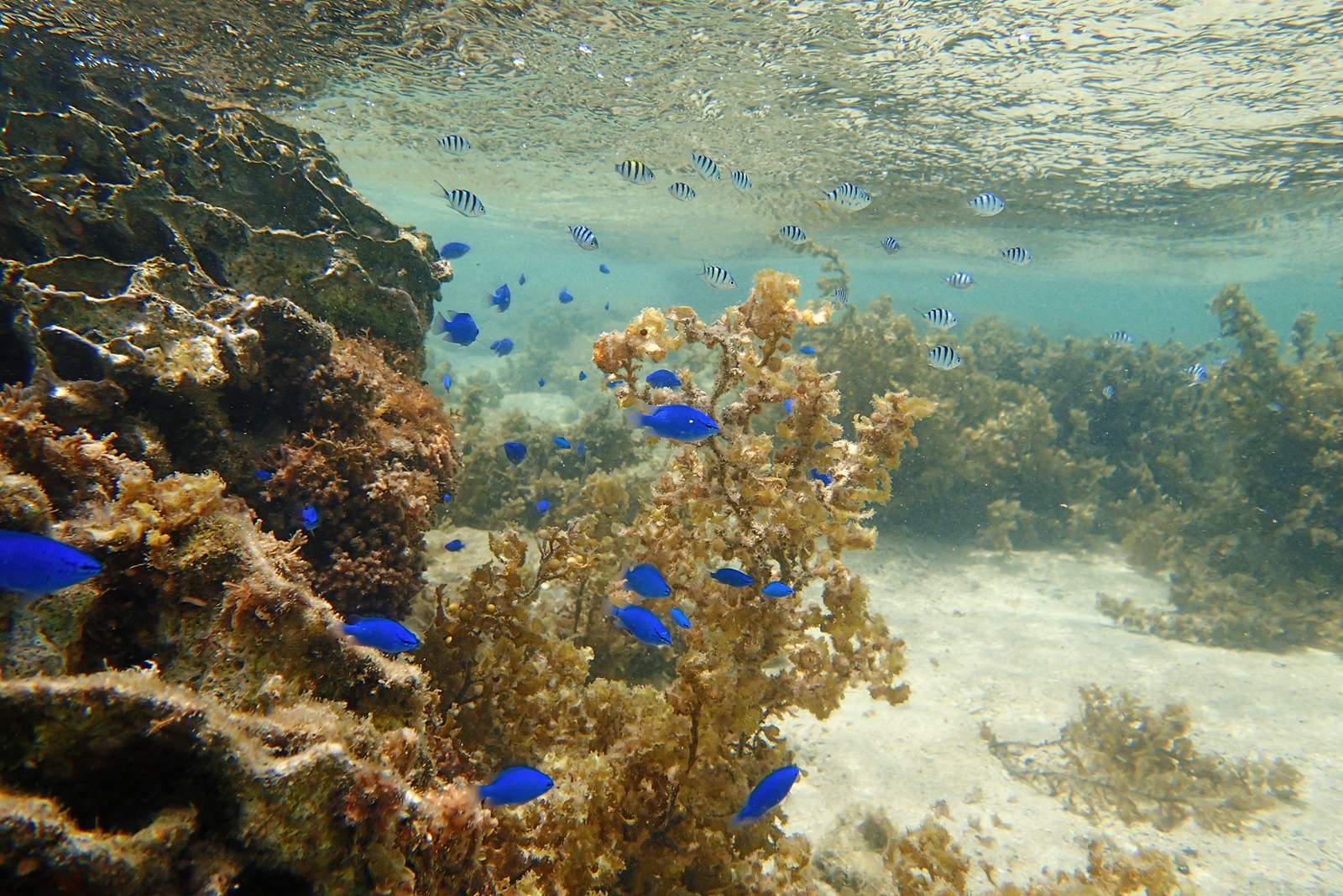 サンゴの茂みの間を泳ぐ青いルリスズメダイと、周囲を泳ぐ小さな魚の群れ。