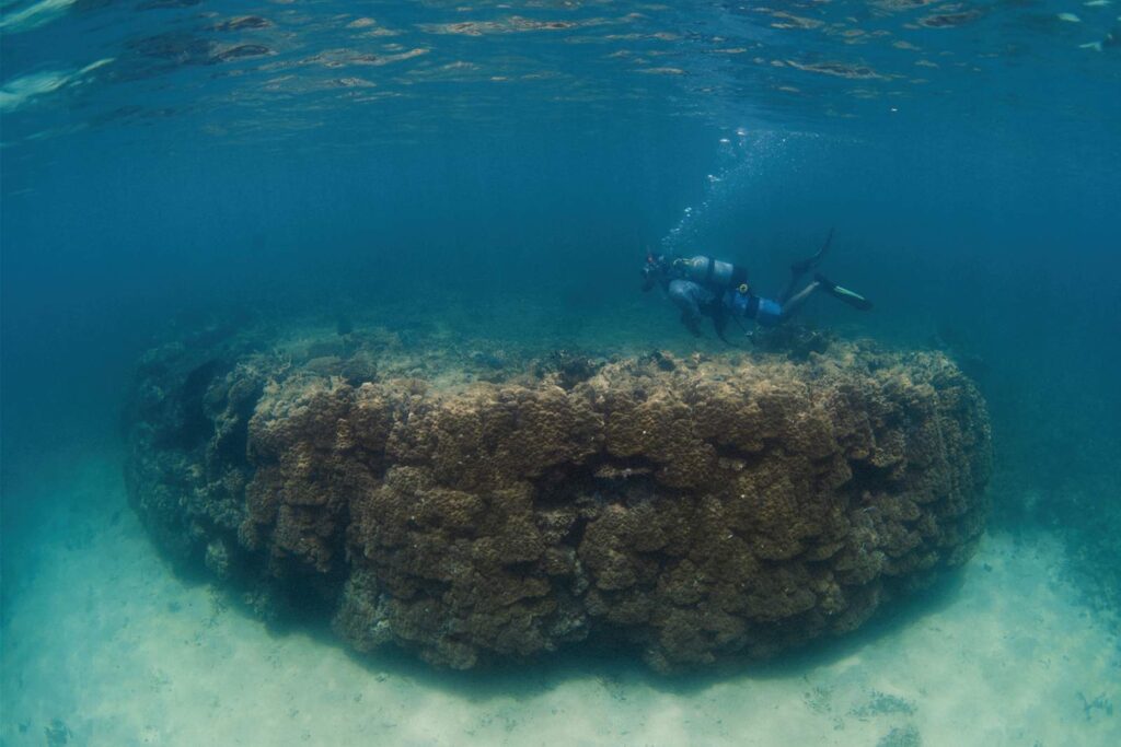 青い海の中で、世界最大級のハマサンゴのそばを泳ぐスキューバダイバー。水面近くには気泡が見える。