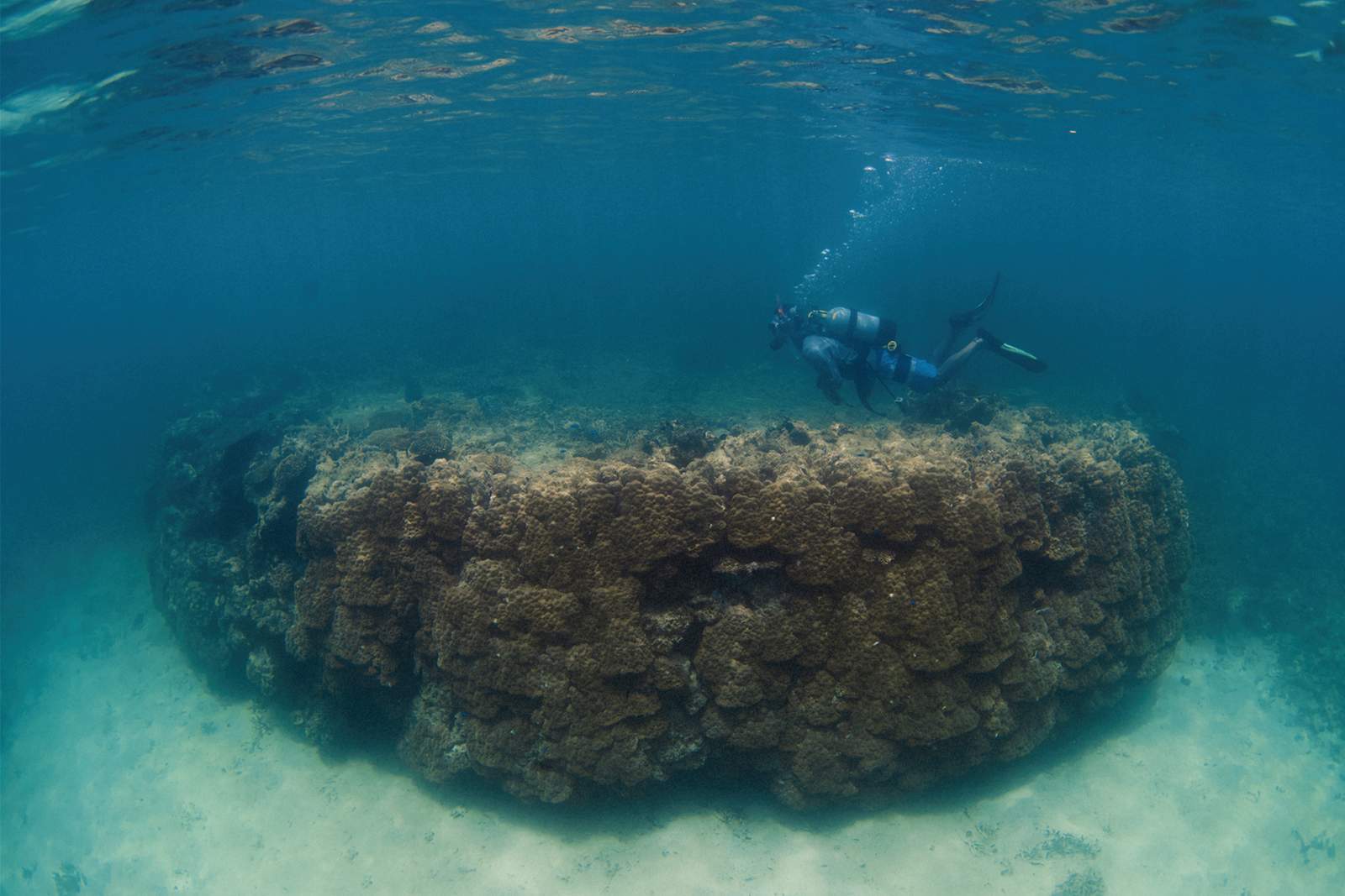 青い海の中で、世界最大級のハマサンゴのそばを泳ぐスキューバダイバー。水面近くには気泡が見える。