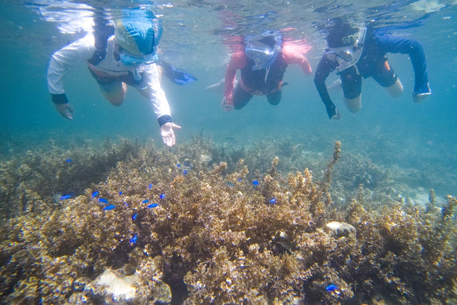 サンゴ礁の上の海で、3人の人がシュノーケリングをしながら青い魚の群れを見ている様子。